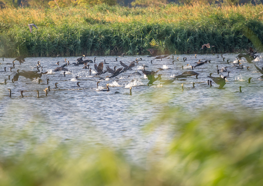 2019 02 28 Nieuw Land will become the largest man-made natural park in the world 1